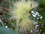 Myrtaceae - Name to be found 